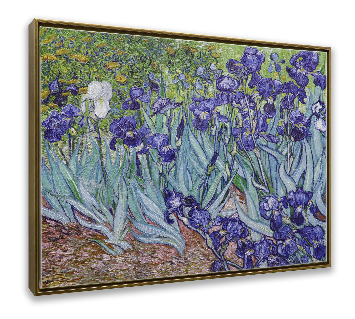 Irises Garden