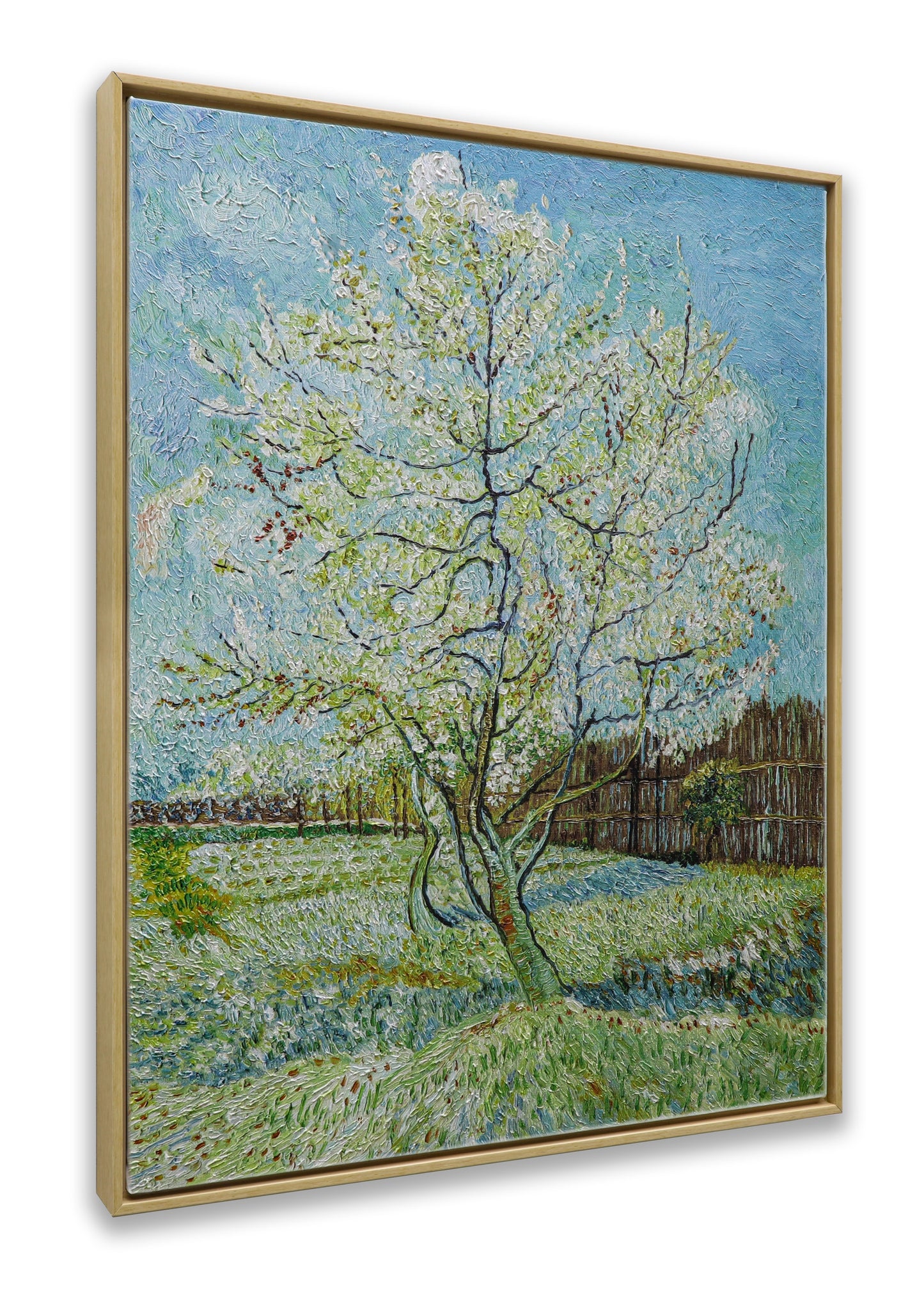 Blossoming Peach Tree Orchard