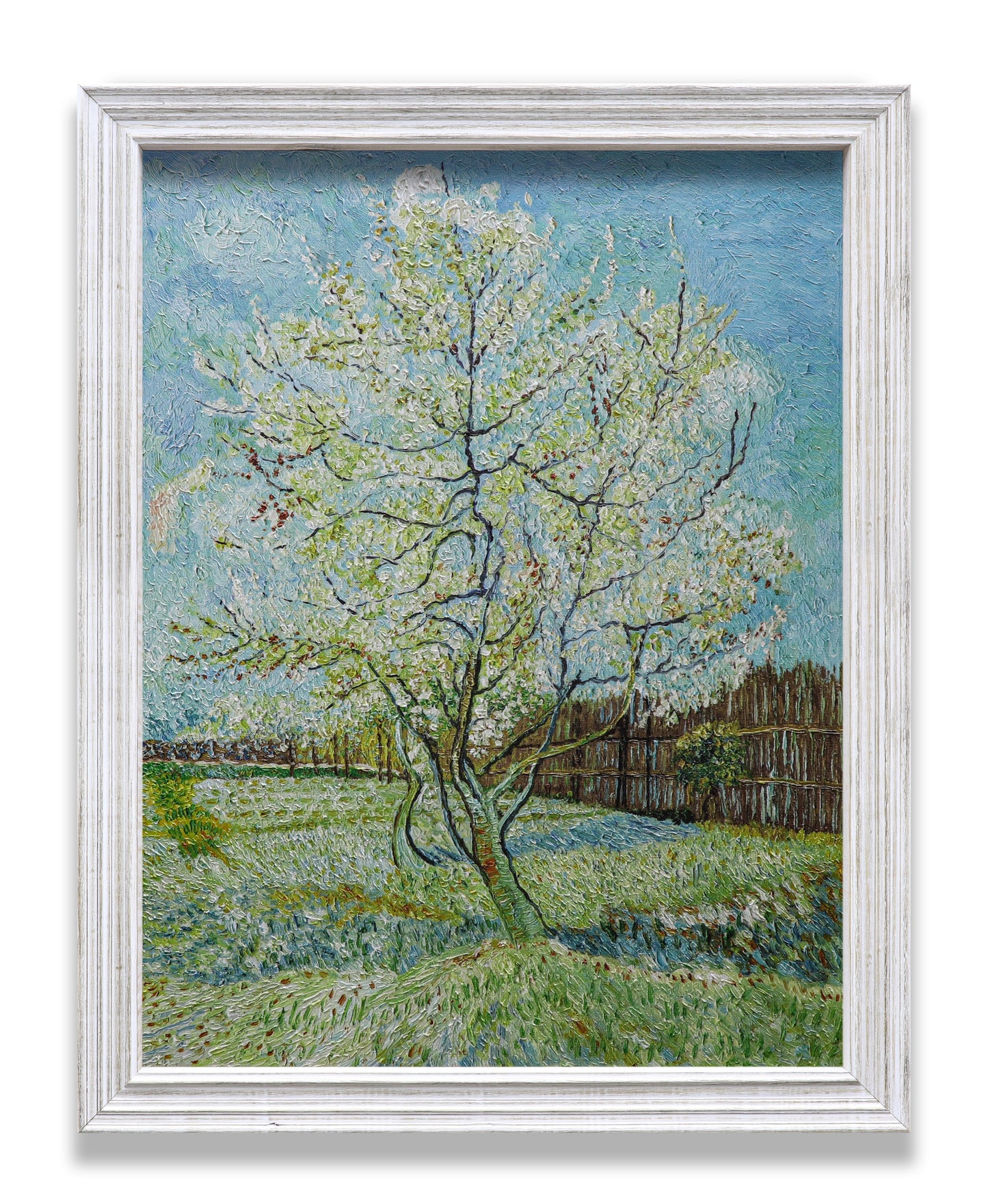 Blossoming Peach Tree Orchard