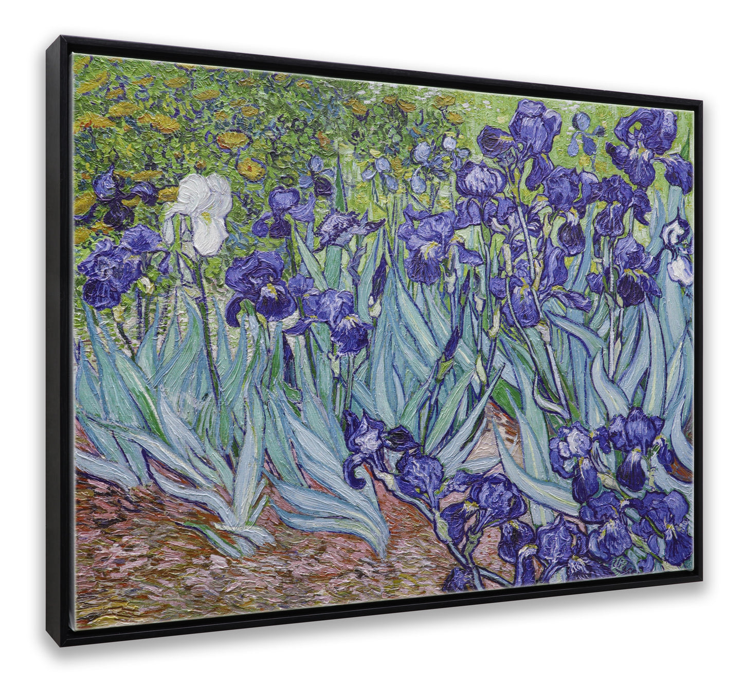 Irises Garden