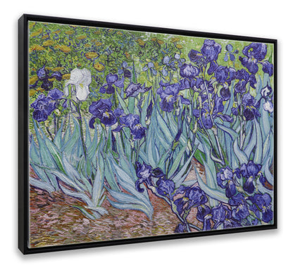 Irises Garden