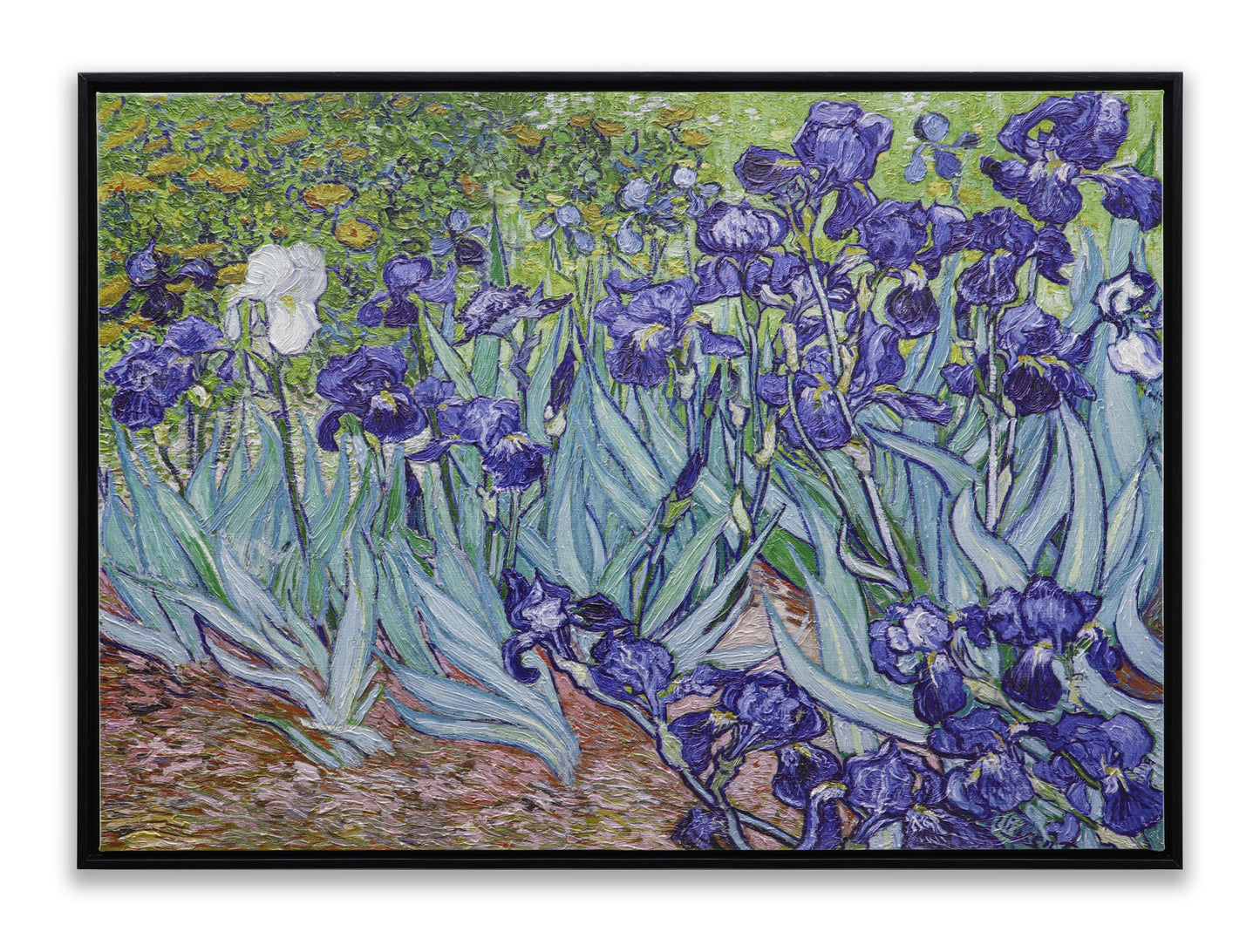 Irises Garden