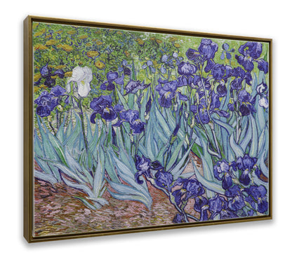 Irises Garden