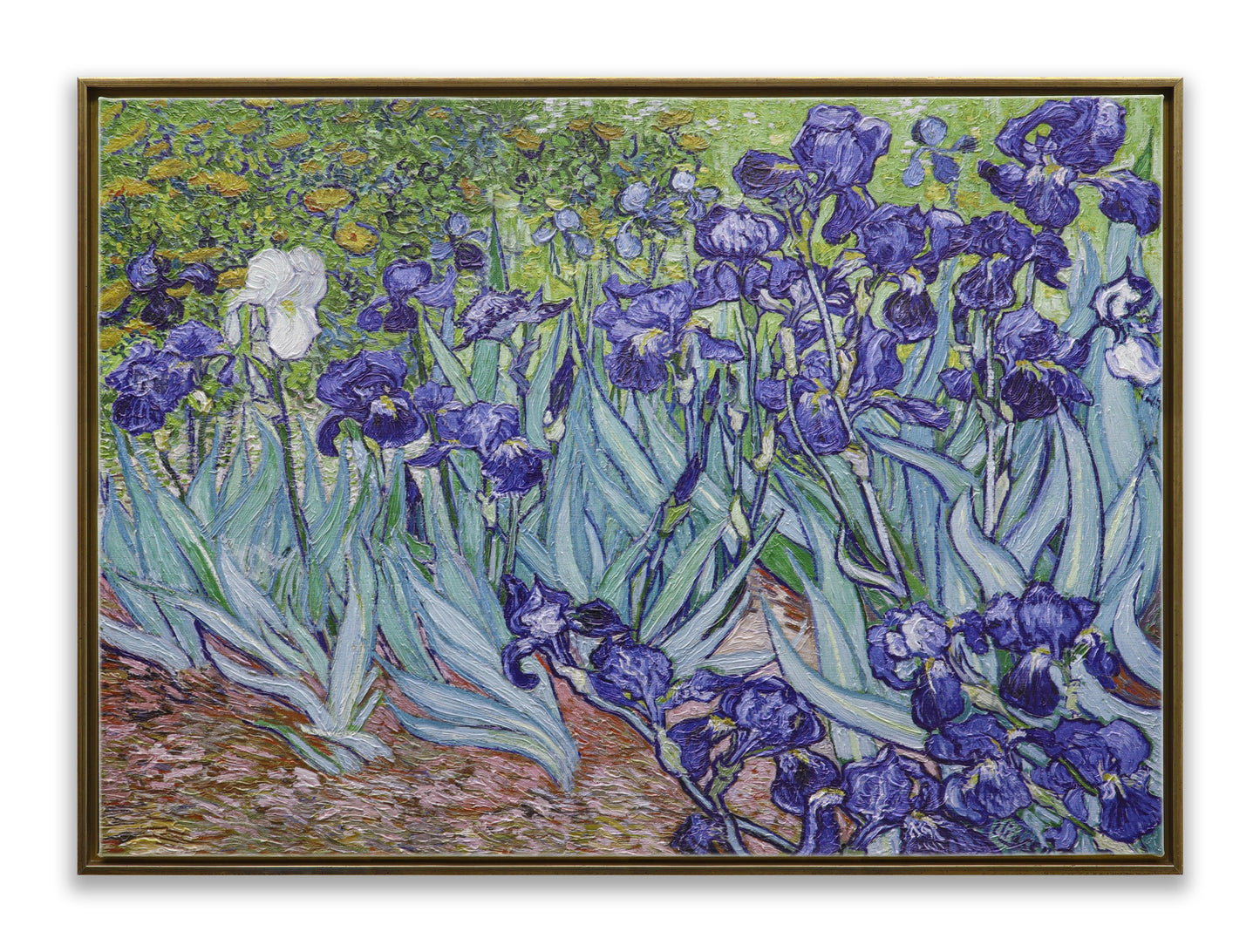 Irises Garden