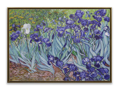 Irises Garden
