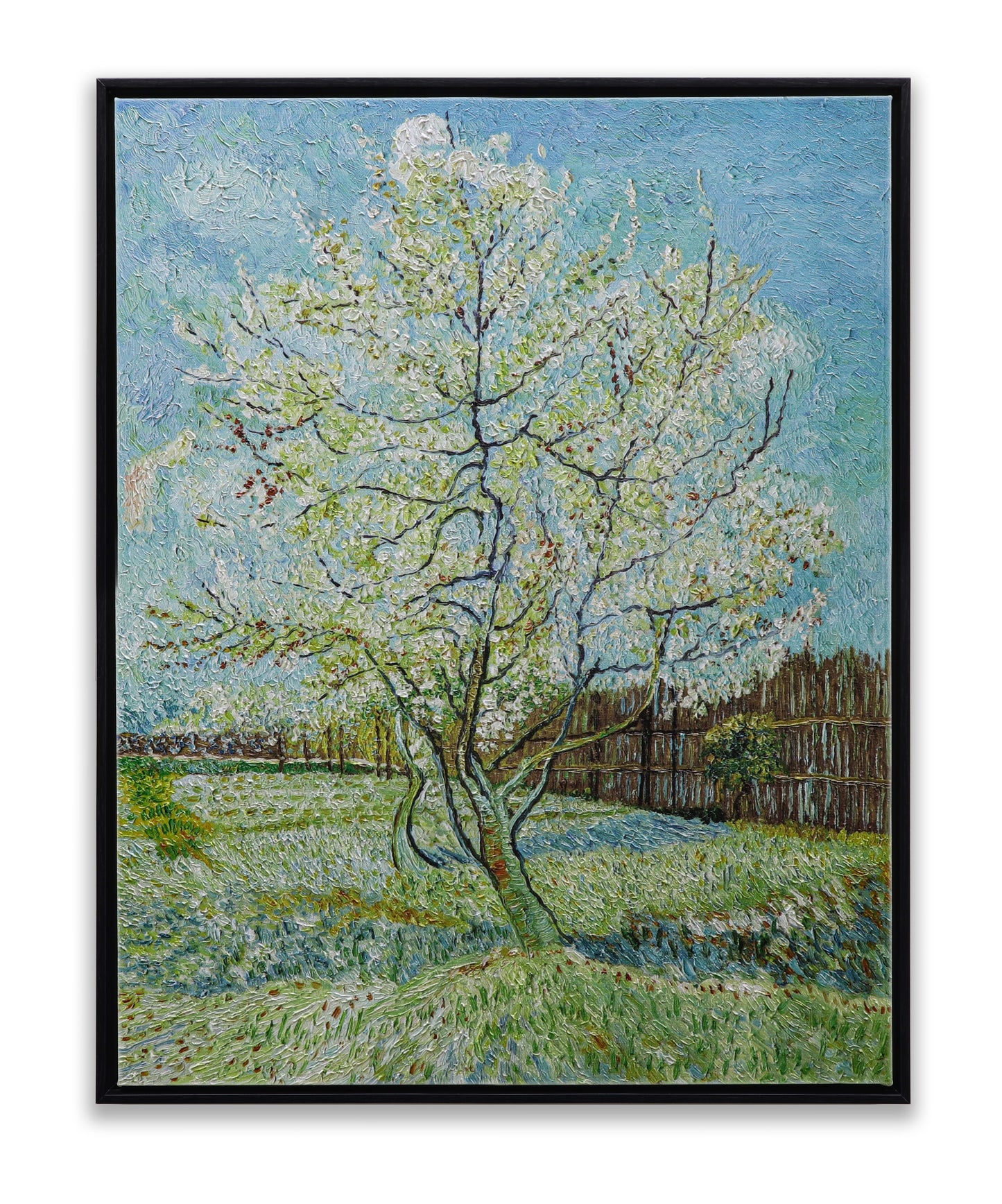 Blossoming Peach Tree Orchard