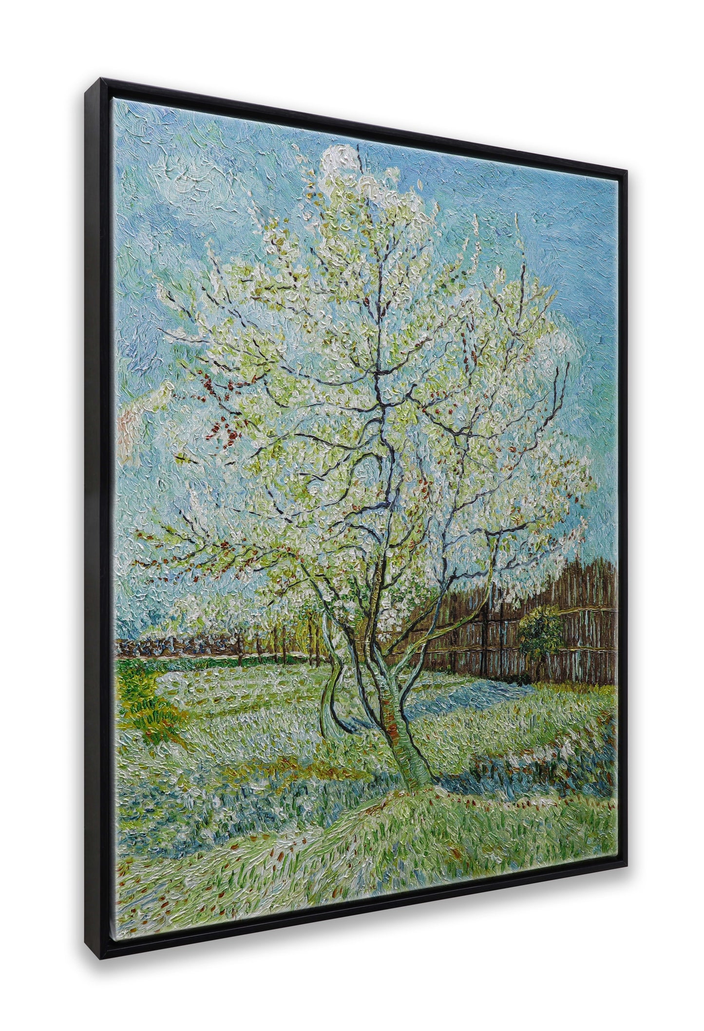 Blossoming Peach Tree Orchard