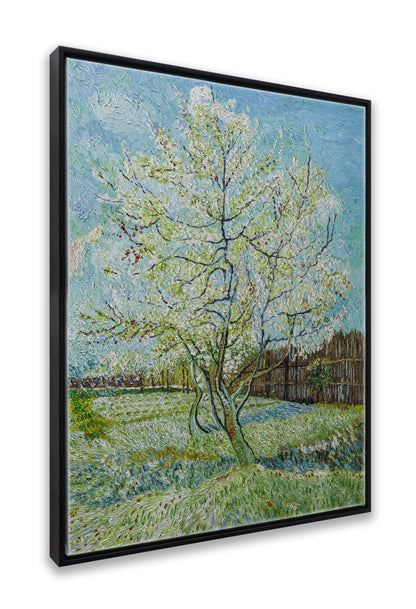 Blossoming Peach Tree Orchard