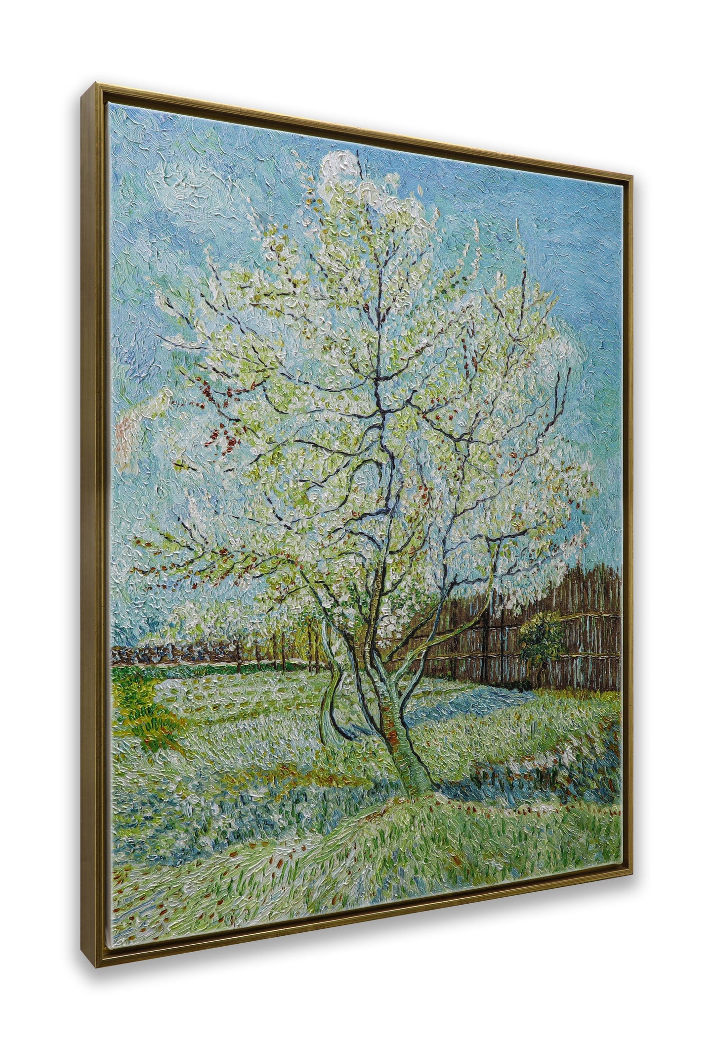 Blossoming Peach Tree Orchard