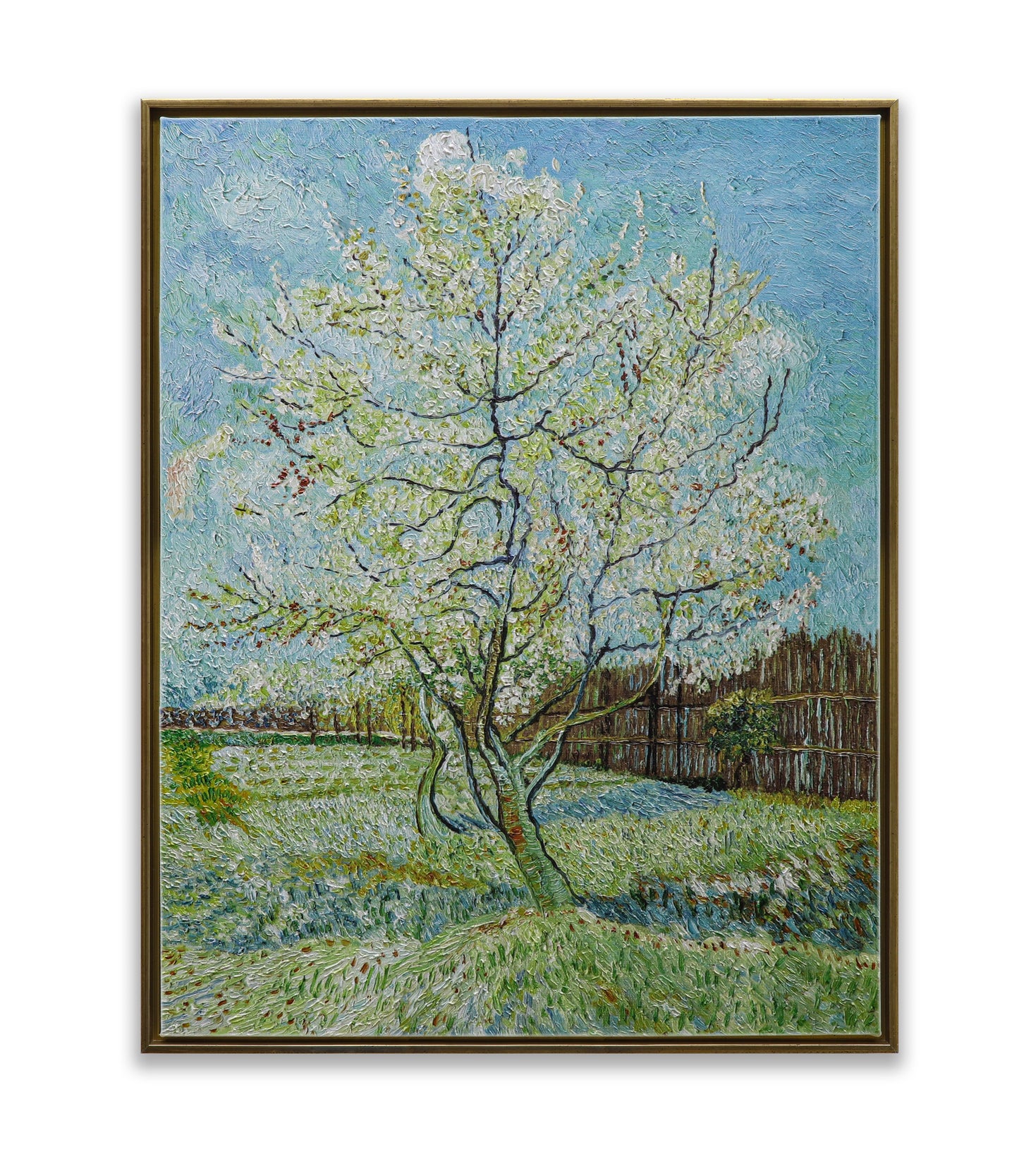 Blossoming Peach Tree Orchard