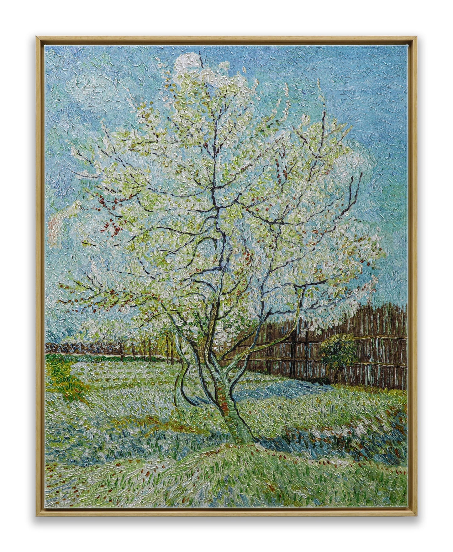 Blossoming Peach Tree Orchard