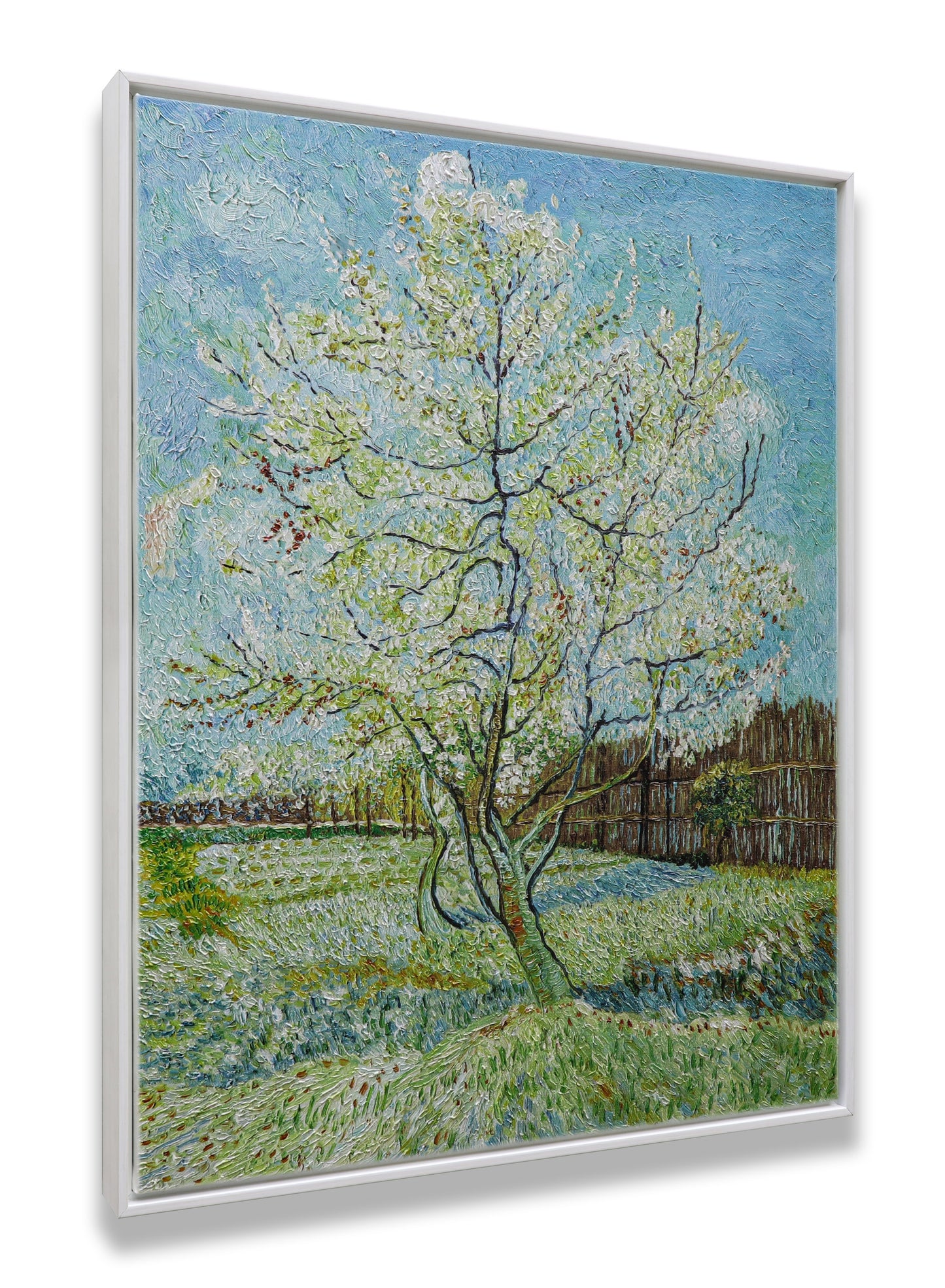 Blossoming Peach Tree Orchard