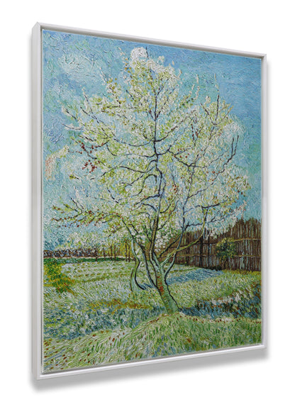 Blossoming Peach Tree Orchard