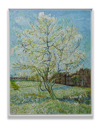 Blossoming Peach Tree Orchard