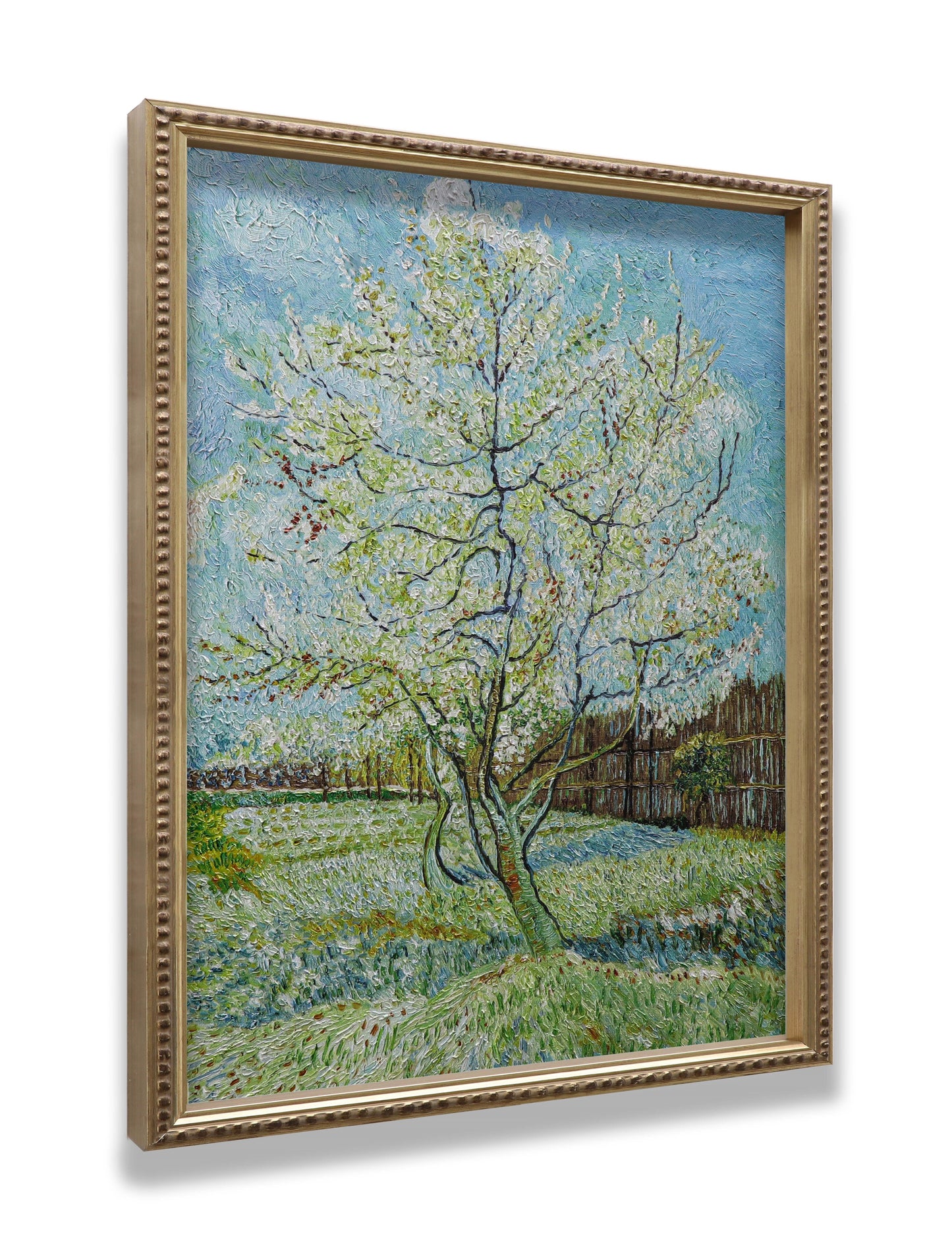 Blossoming Peach Tree Orchard