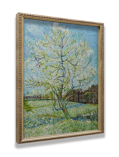 Blossoming Peach Tree Orchard