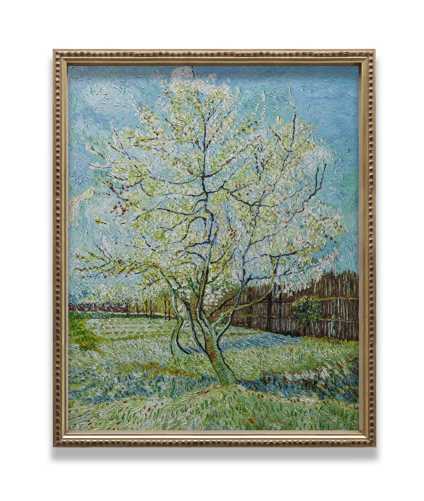 Blossoming Peach Tree Orchard
