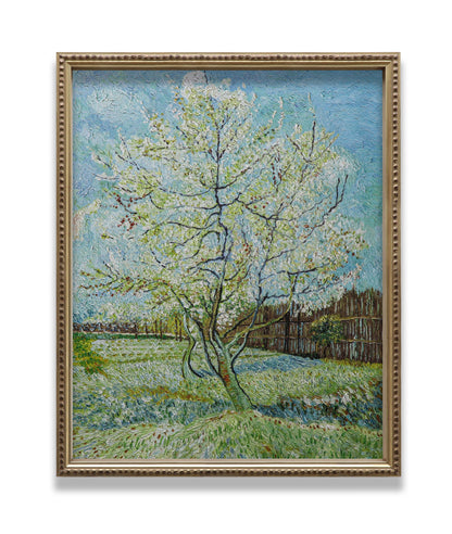 Blossoming Peach Tree Orchard