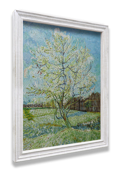 Blossoming Peach Tree Orchard