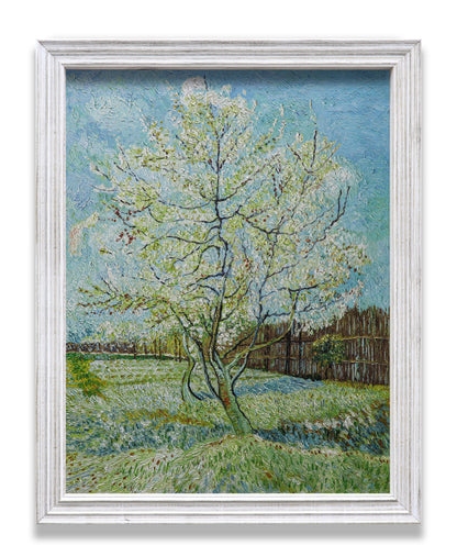 Blossoming Peach Tree Orchard