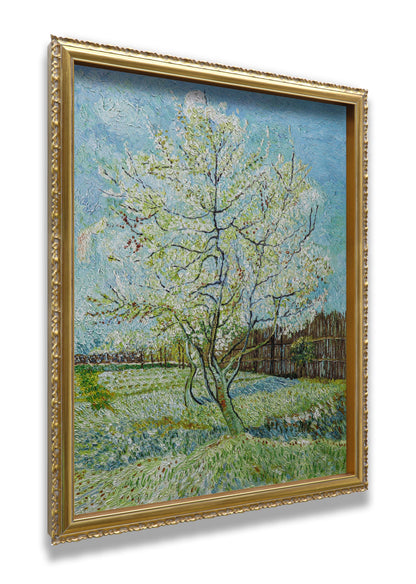 Blossoming Peach Tree Orchard