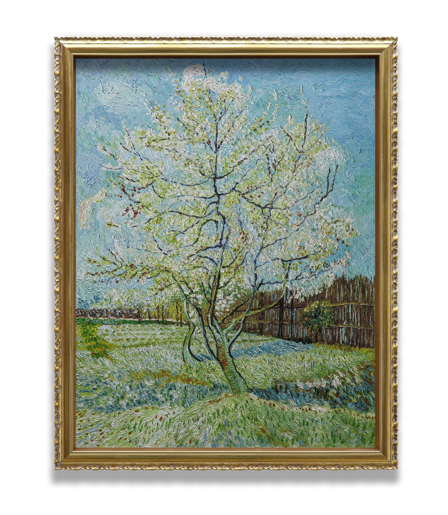 Blossoming Peach Tree Orchard