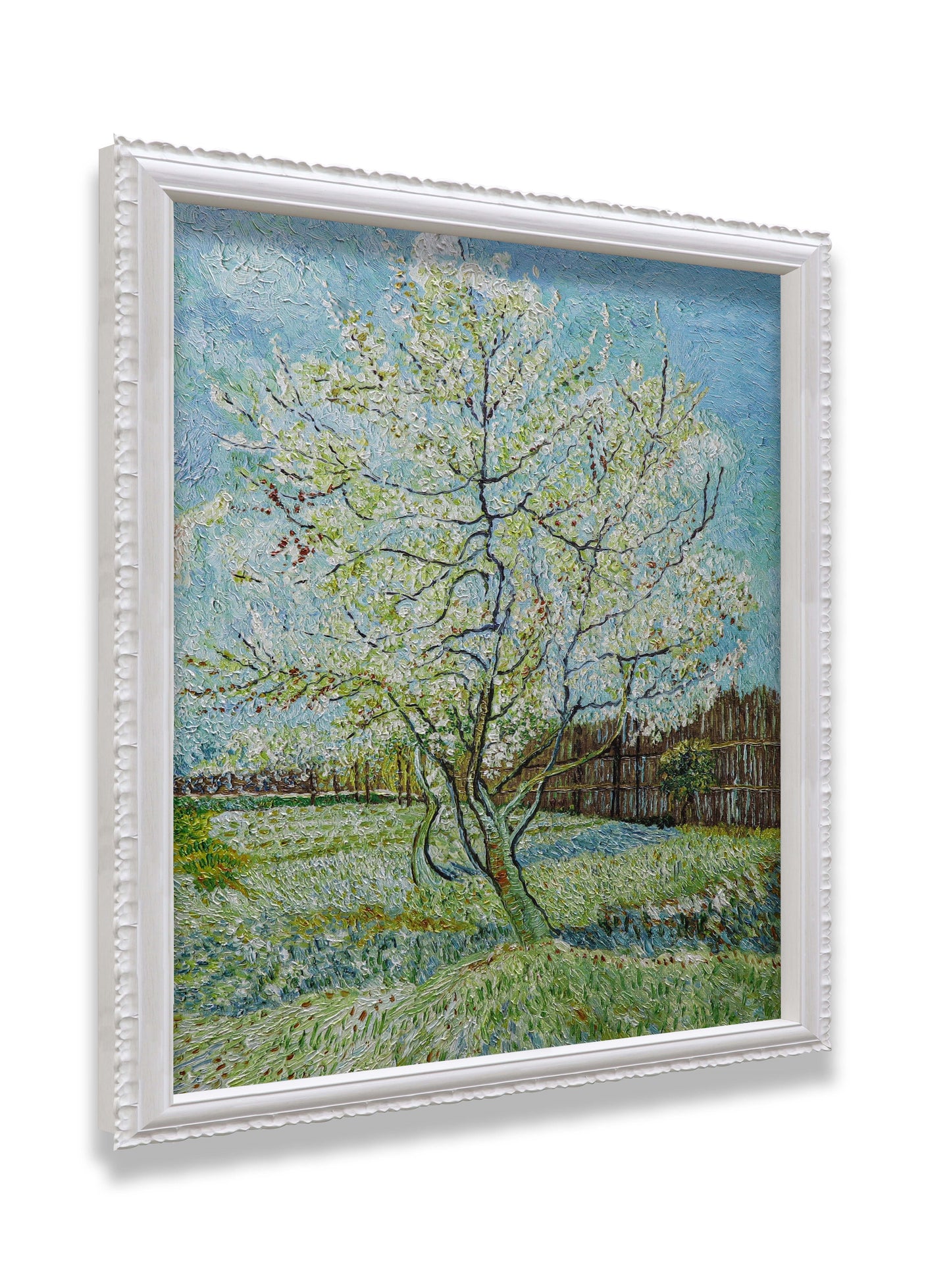 Blossoming Peach Tree Orchard