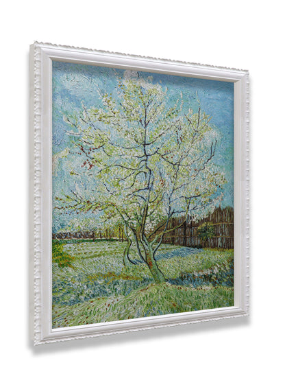 Blossoming Peach Tree Orchard