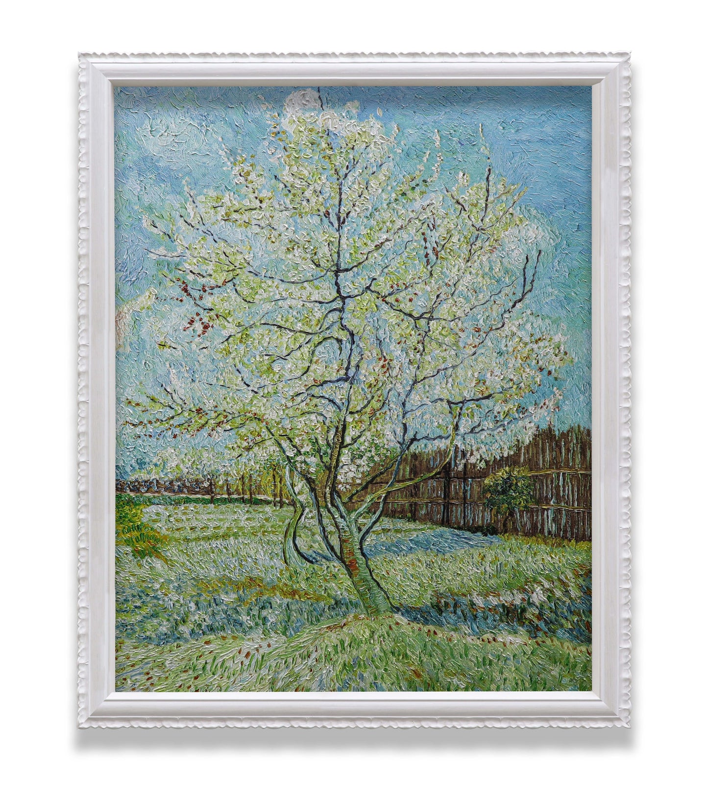 Blossoming Peach Tree Orchard
