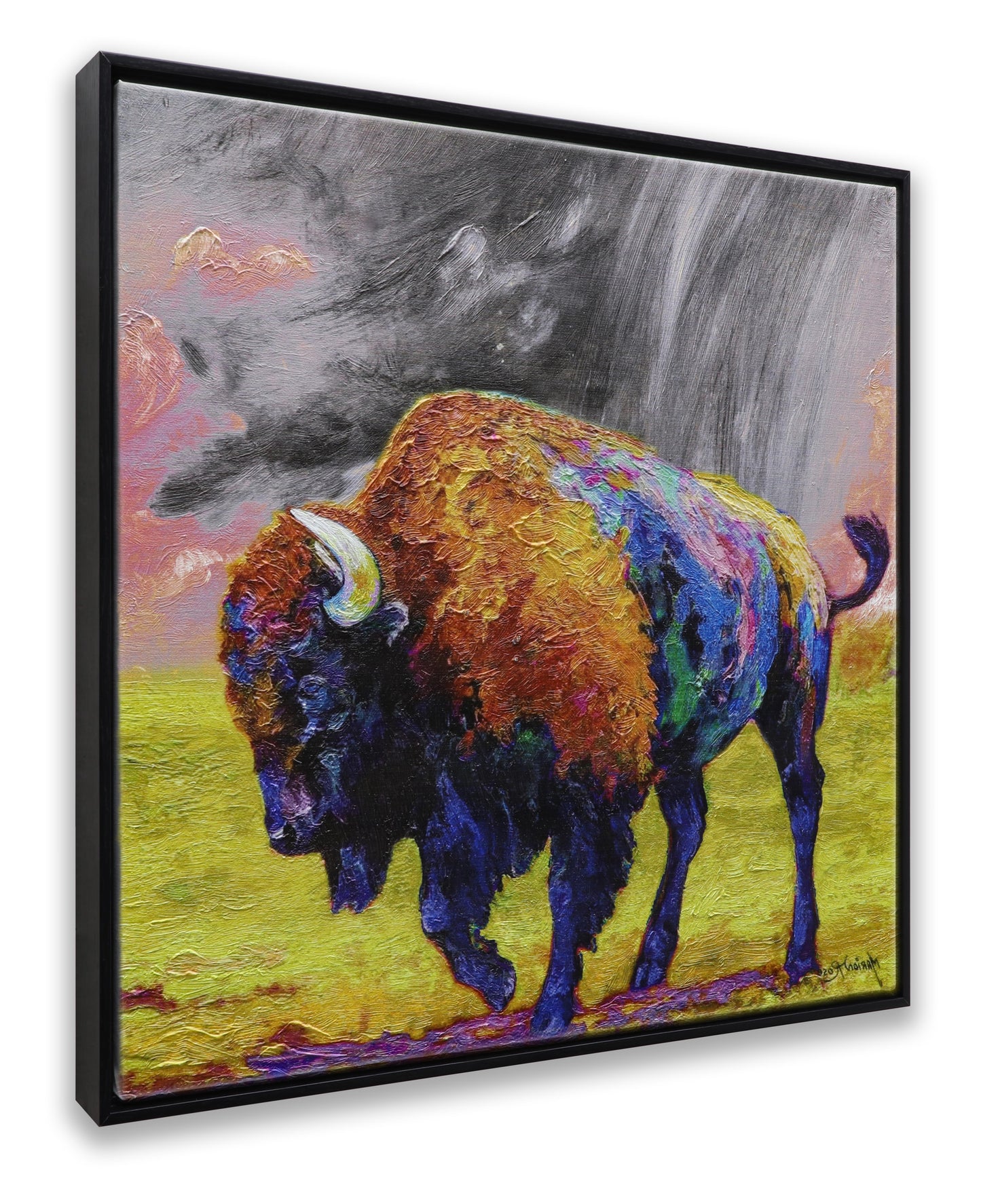 American Bison